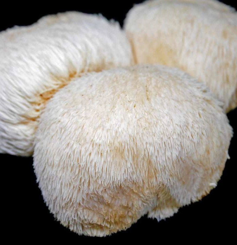 Lion's mane mushrooms: Benefits and side effects