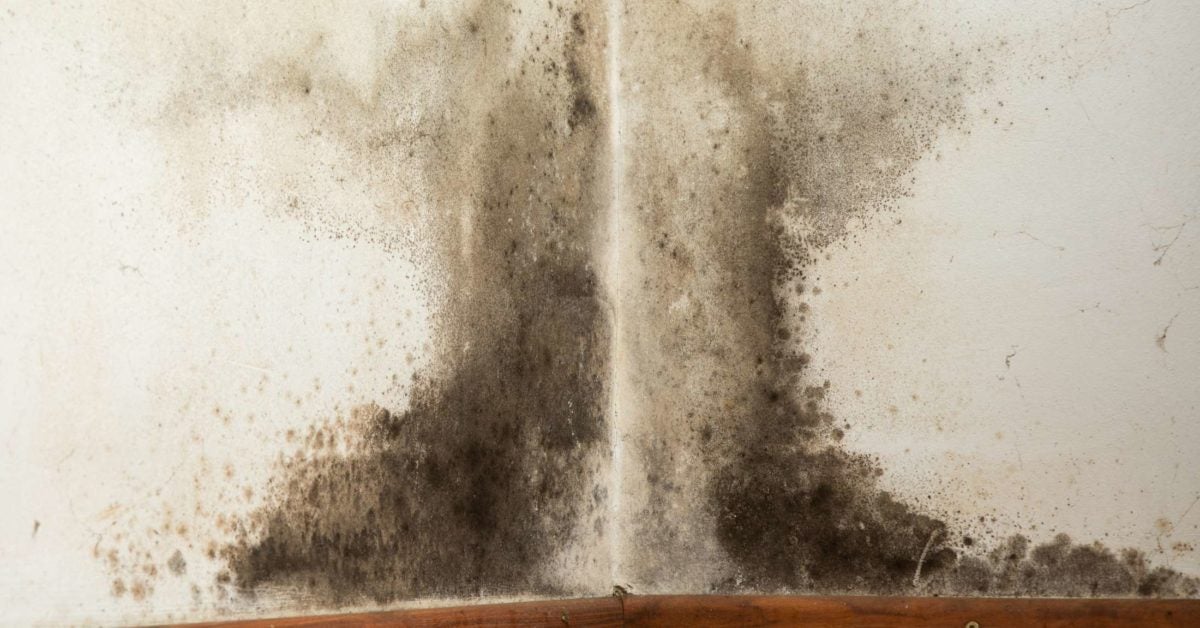 How to know if black mold is making you sick Black Mold Exposure Symptoms Treatment And Prevention