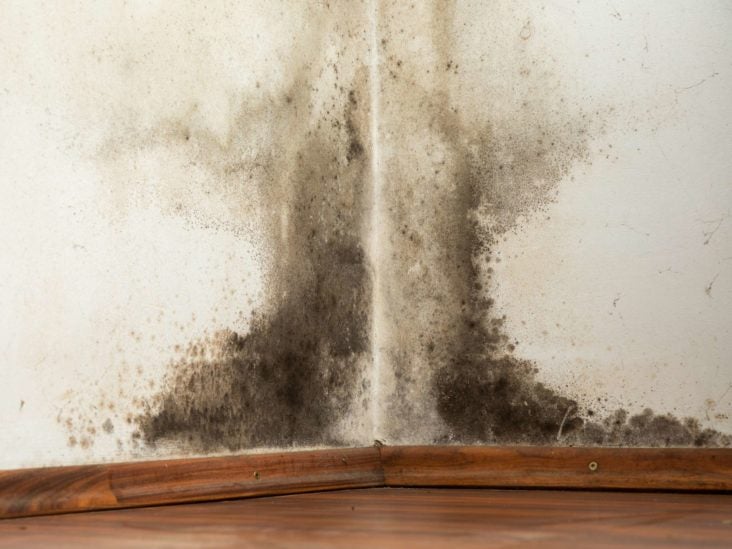 Black Mold Exposure Symptoms Treatment And Prevention