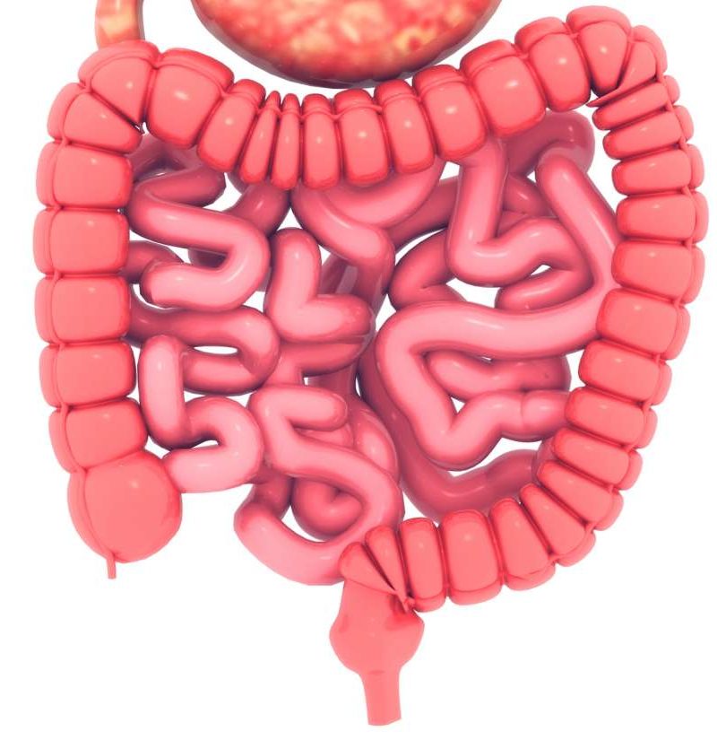 Could the appendix trigger Parkinson's?