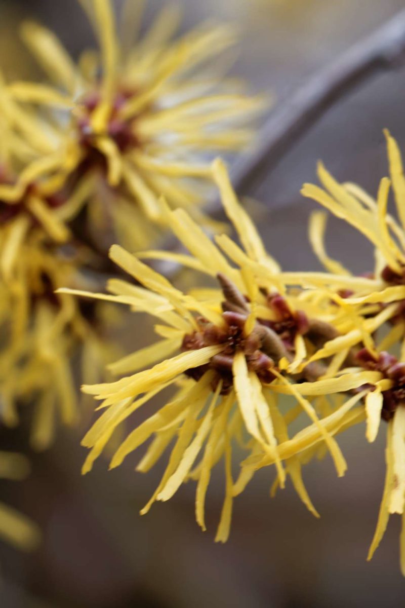 witch hazel