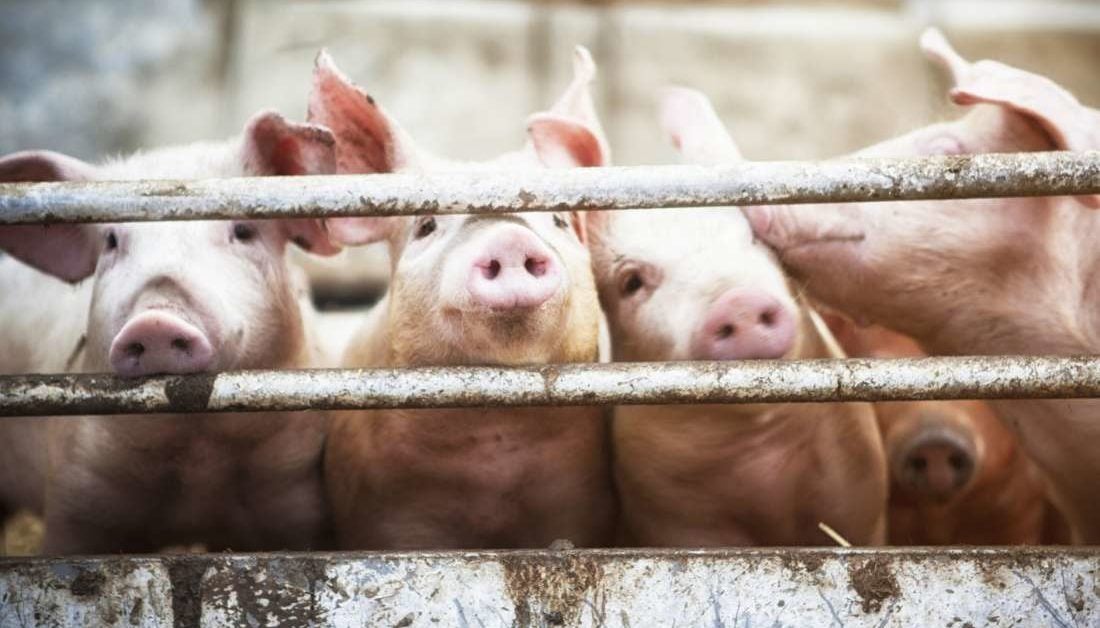 The effects of antibiotic use in animals on human health and the drug  resistance crisis