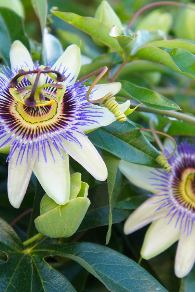 passionflower for anxiety and sleep: benefits and side effects