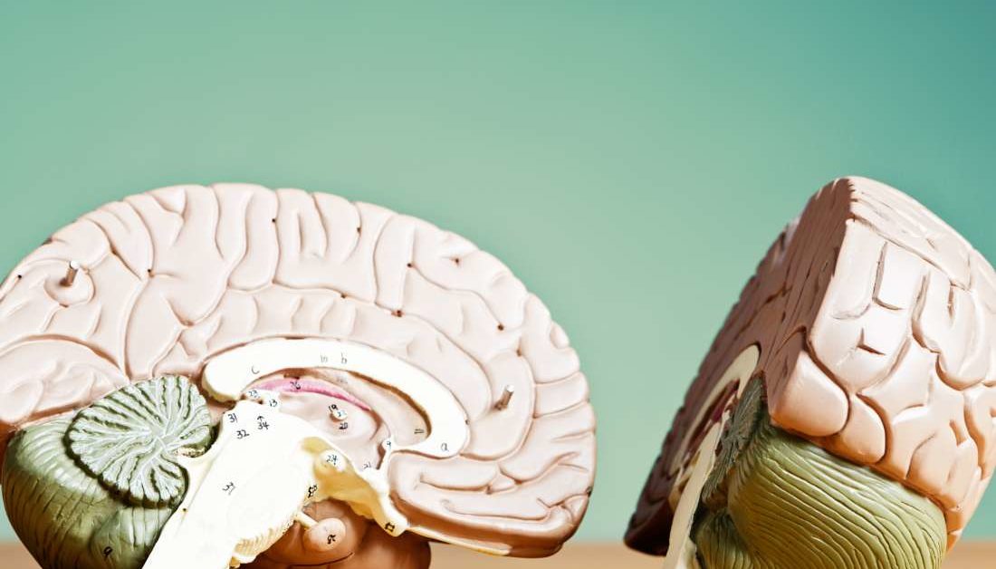 Макет мозга. Моделирование мозга человека. Brain vs brain