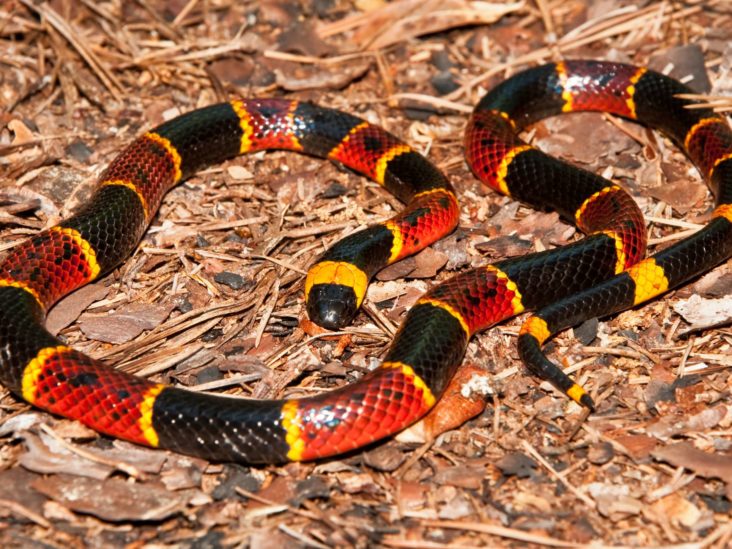 what should you do if bitten by rattlesnake