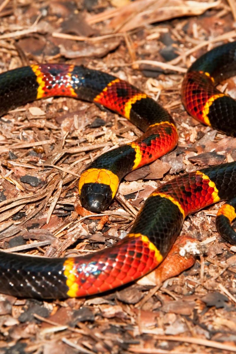 poisonous snake bites