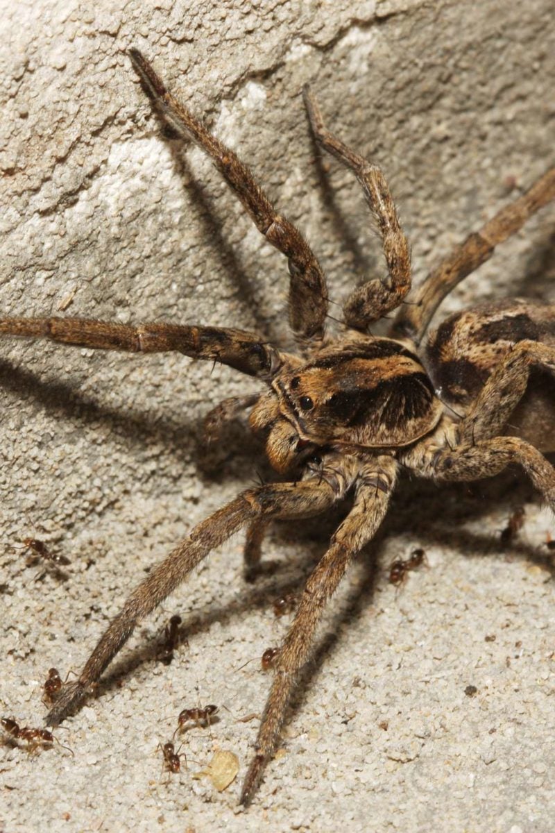 Wolf Spider Bite Symptoms Treatment And Prevention