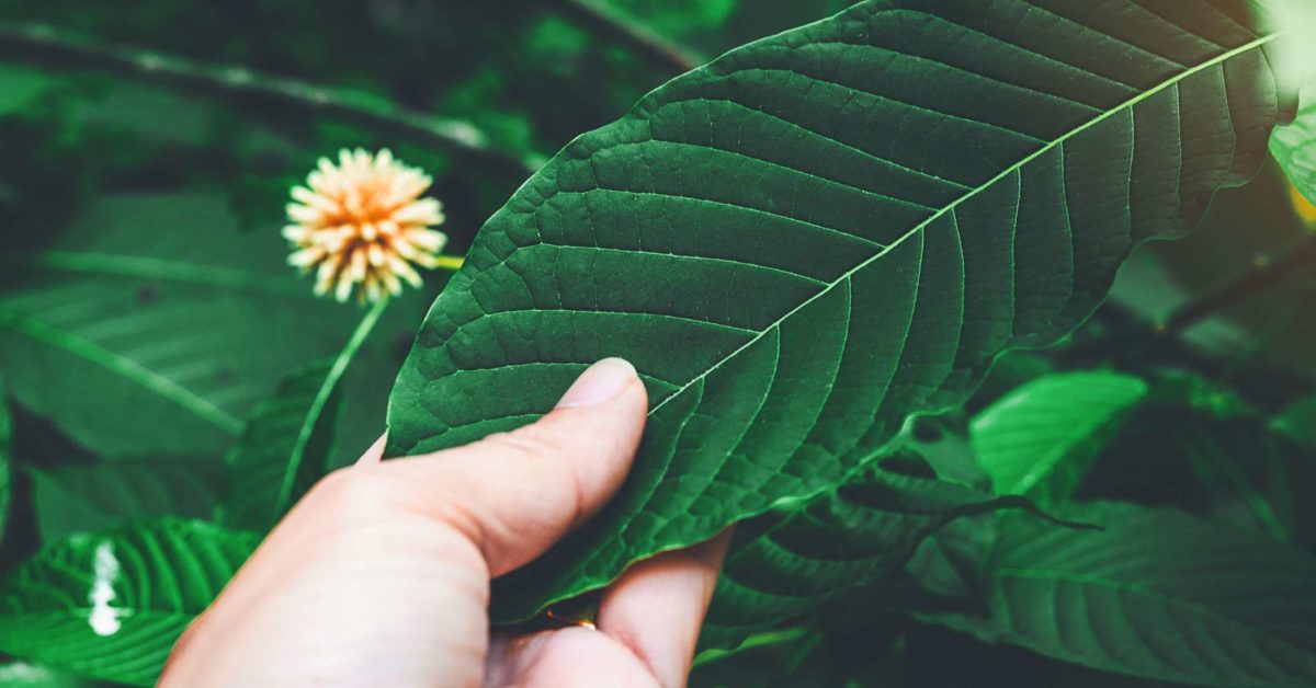 A kratom biztonságos? Kockázatok és hatások