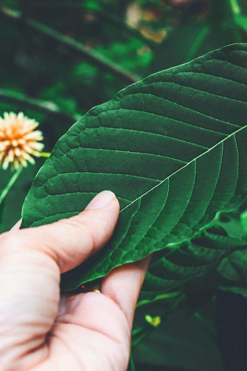 Is kratom safe Risks and effects