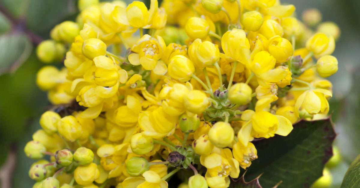 Herbs for psoriasis Which herbal remedies are best?