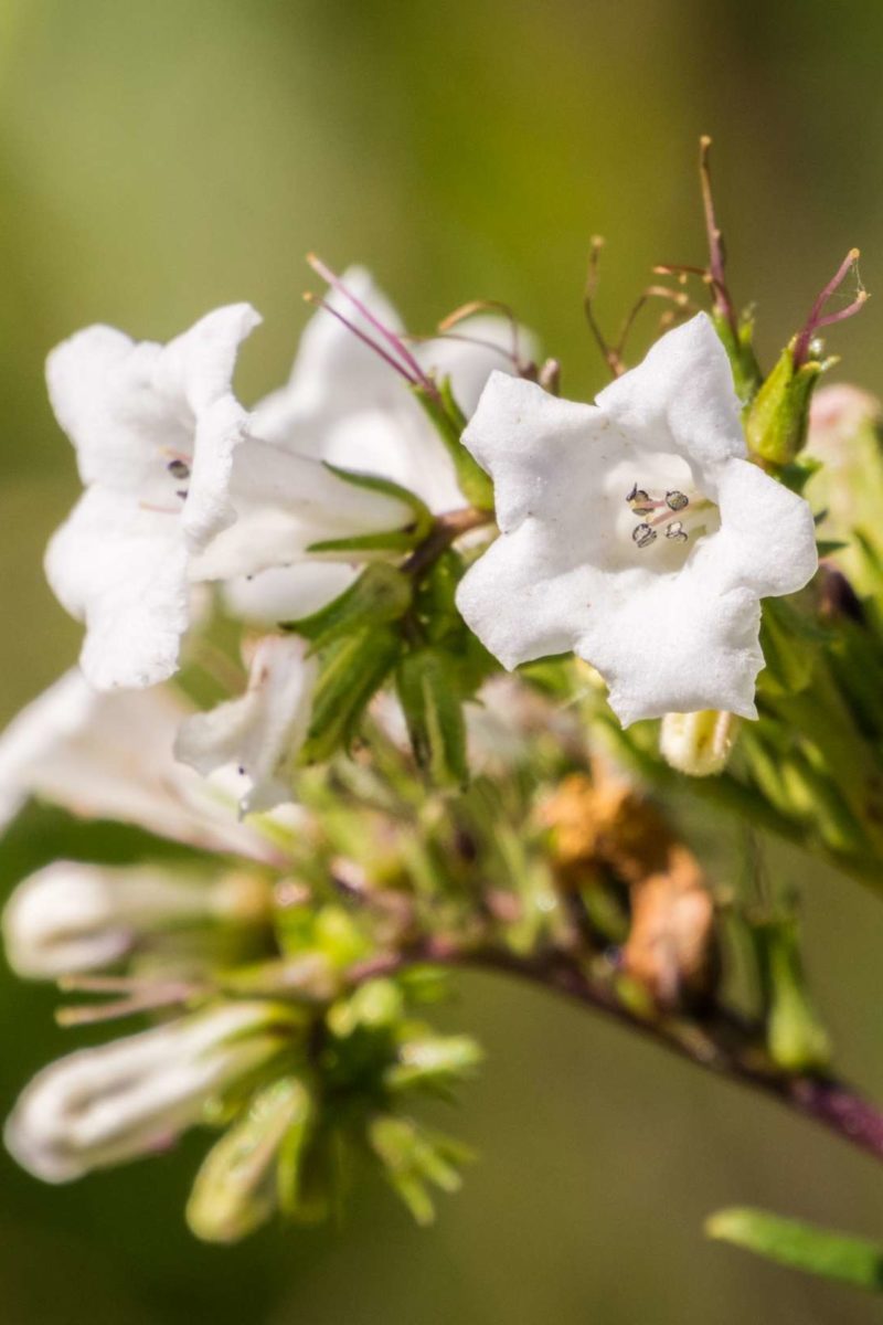 Alzheimers Risk Reduced This Common Herb Is The Key - vawj3ny