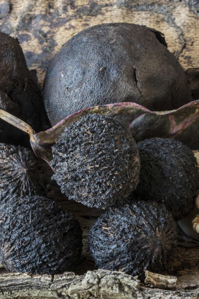 Black walnut benefits and side effects