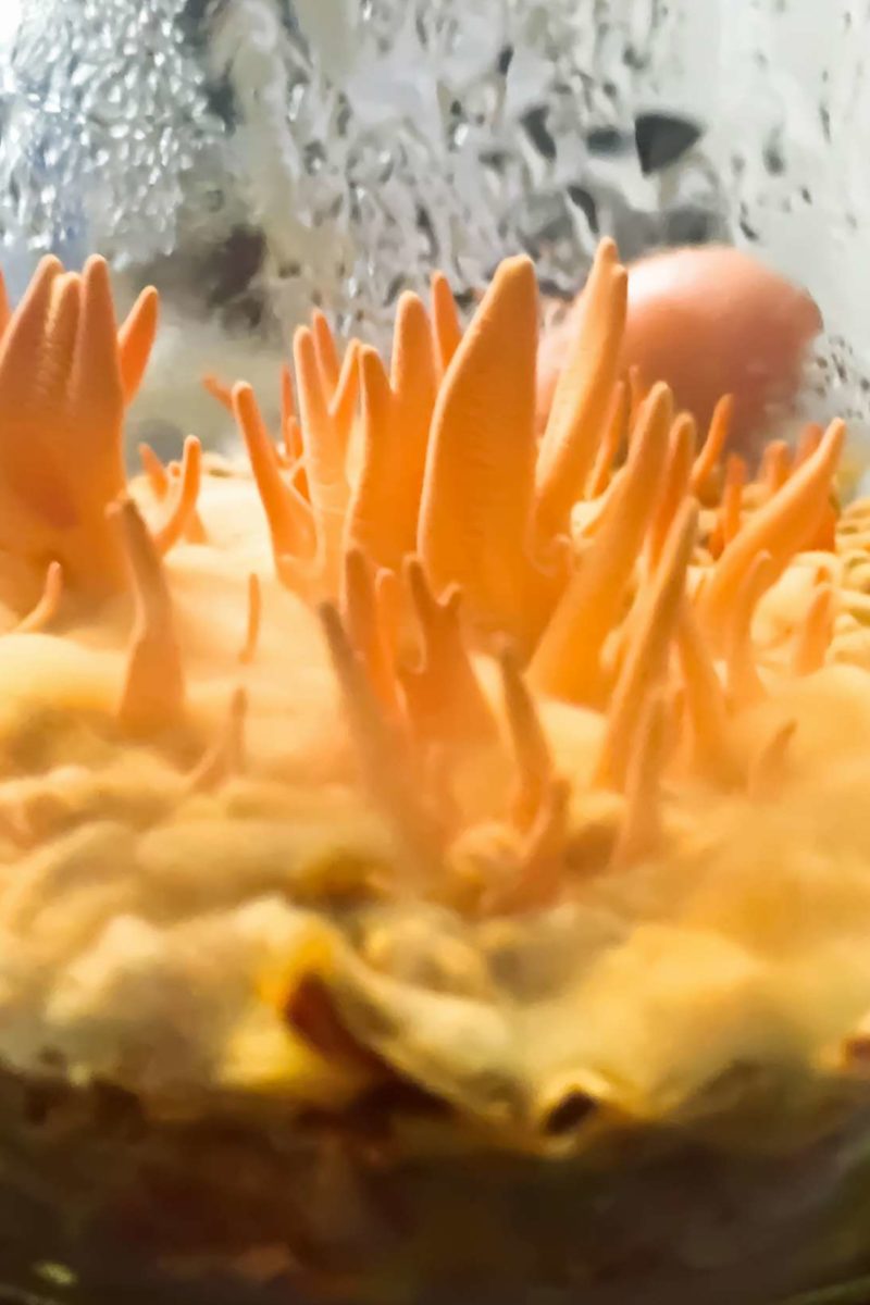 This 'caterpillar fungus' may help treat osteoarthritis