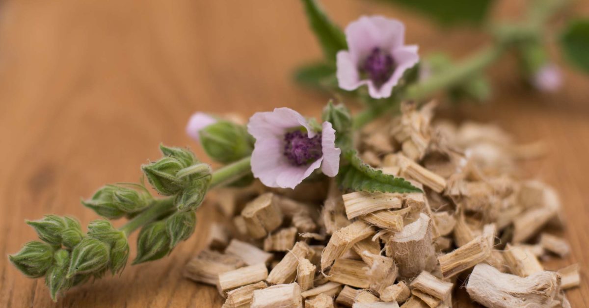 Marshmallow root: Benefits, risks, and uses