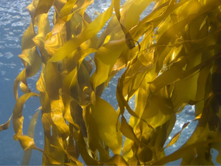 where does seaweed come from