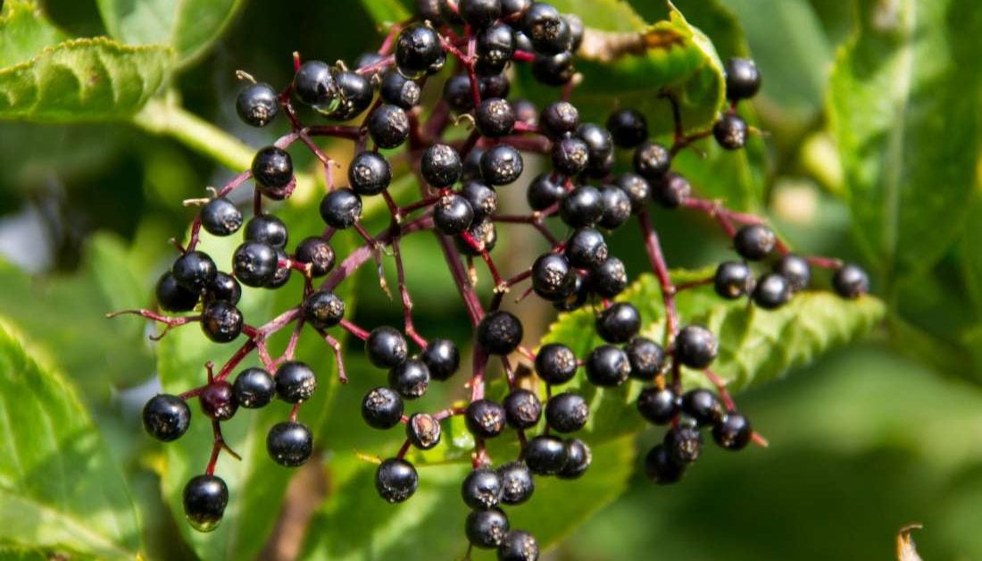 How Elderberries Can Help You Fight The Flu