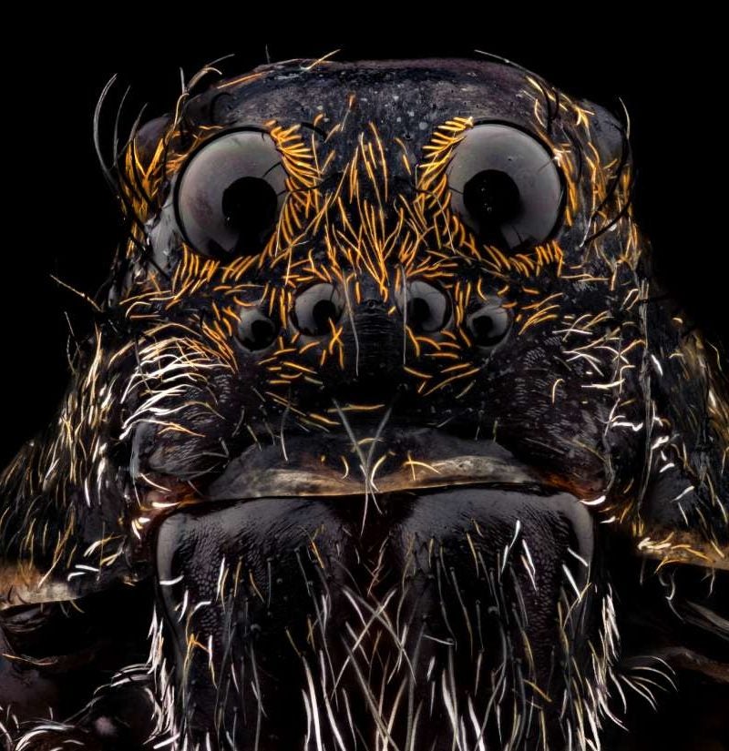 Where did spiders get their venom?, eLife Science Digests