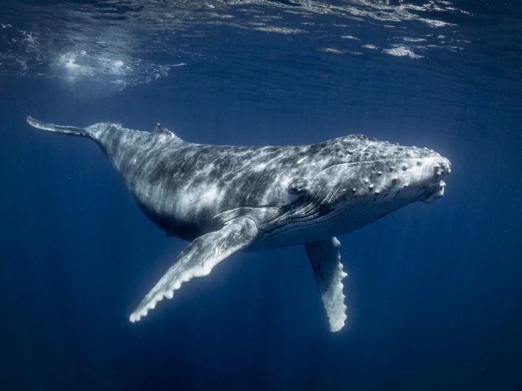 Why don't whales develop cancer, and why should we care?