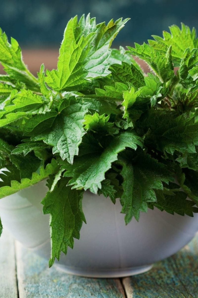 Stinging nettle: Benefits, side effects, and how to use it
