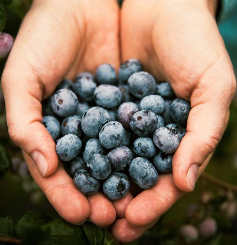 Can blueberries protect heart health?