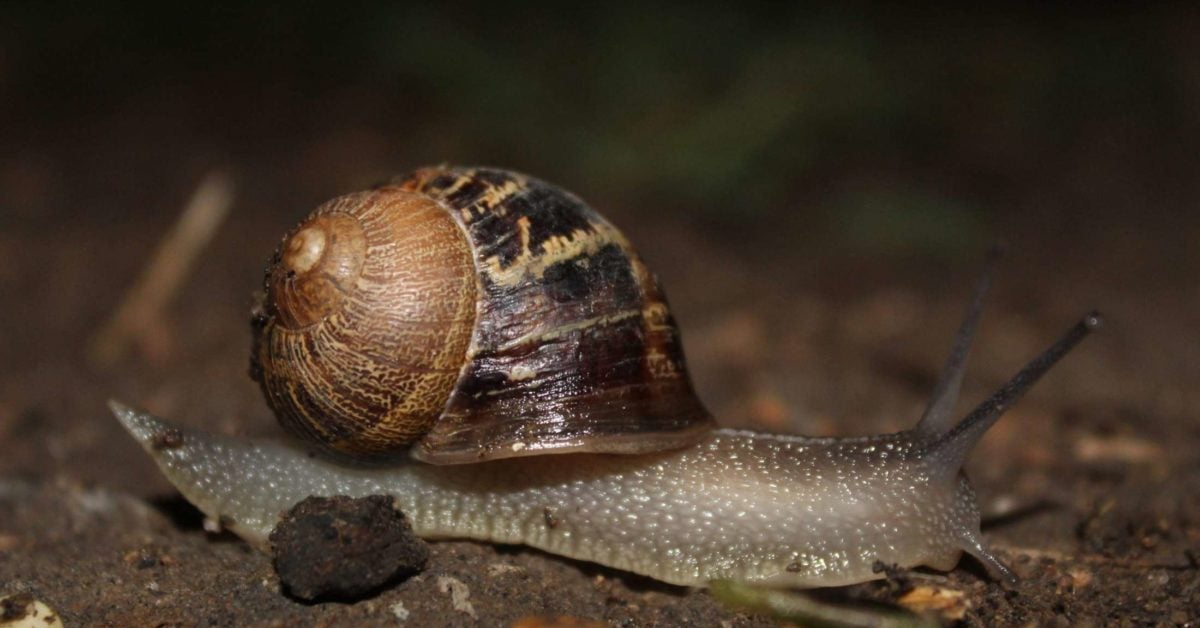 Can Snails Have Bacteria 
