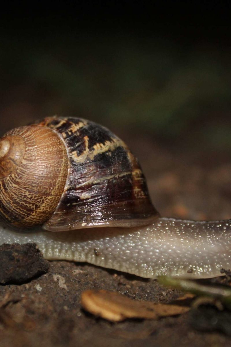 Garden snails may have secret weapons against aggressive bacteria