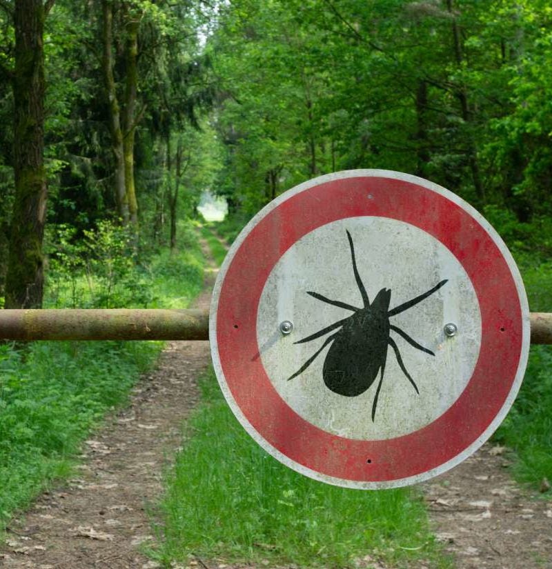 Lyme disease Why does joint pain persist?