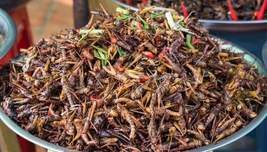 Are crickets and other creepy crawlies the new superfood?