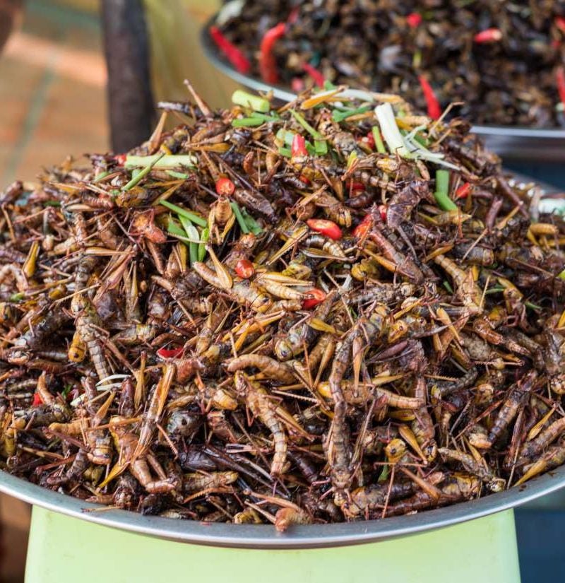 Are Crickets And Other Creepy Crawlies The New Superfood 