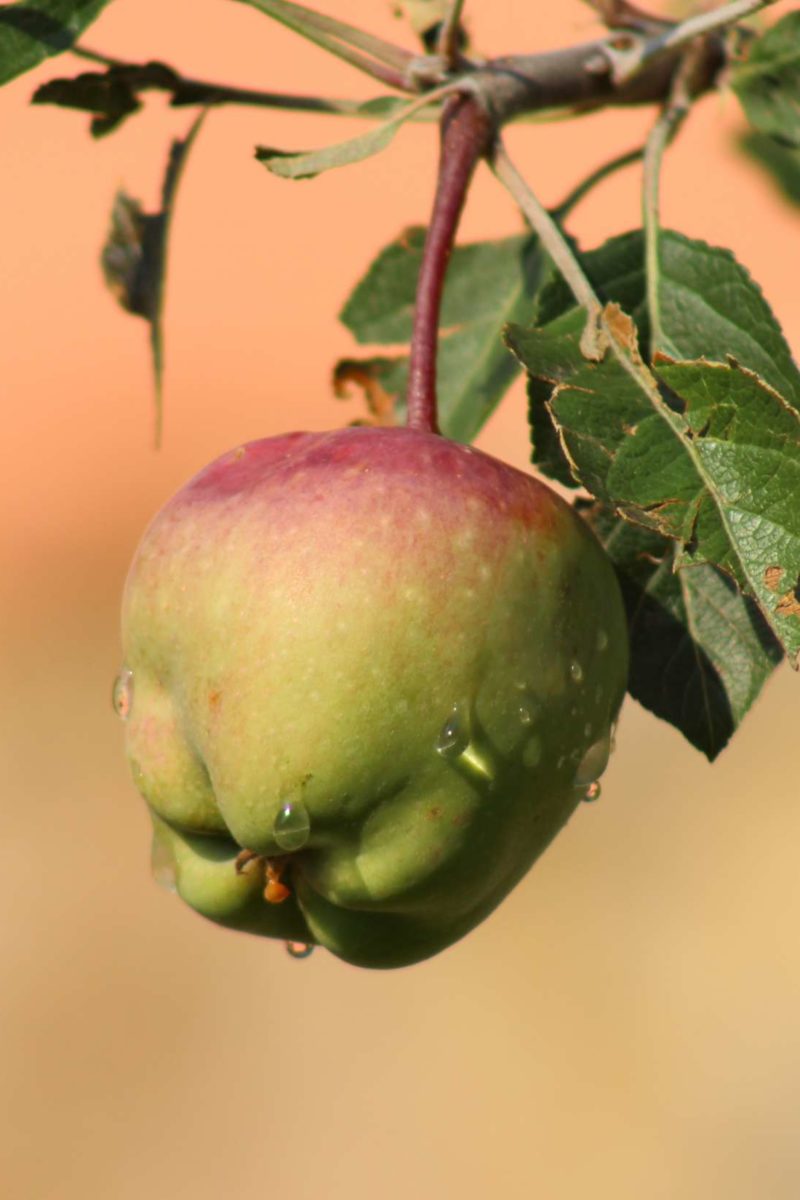 Those who eat organic apples, core and all, get 10 times the bacteria