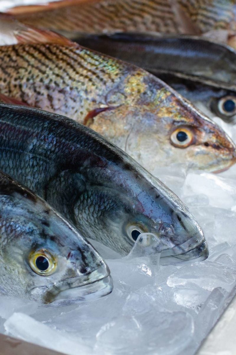 Why fish may become more toxic than ever