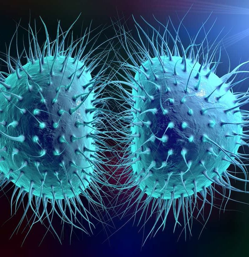 viral meningitis cell