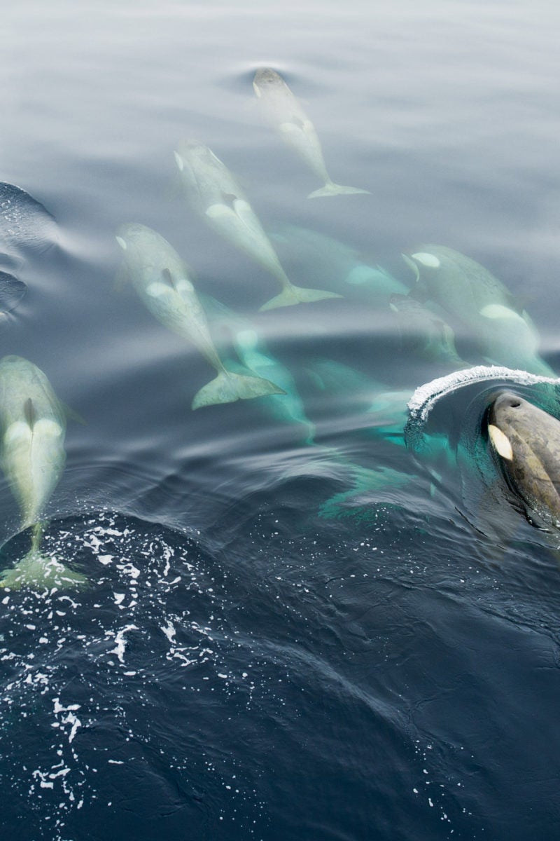 Is migration part of the 'skin care routine' of whales?