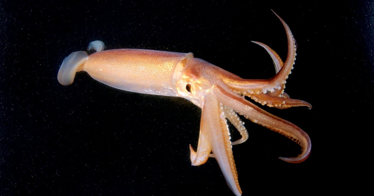 squid brain
