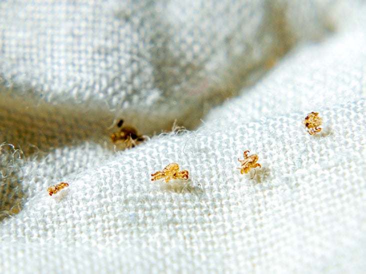 can pubic lice live in mattress