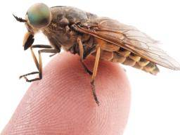 Horsefly Bites Identification And Treatment