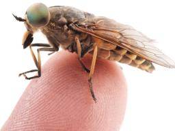 Are horse flies dangerous to dogs