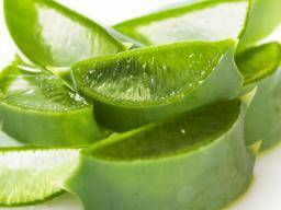 Aloe vera plant health benefits sale