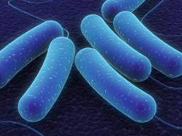 One course of antibiotics disrupts gut microbiome for a year