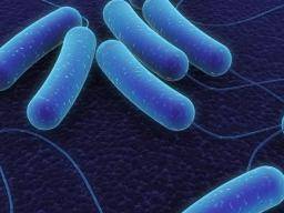 Celiac disease may be driven by specific gut bacteria