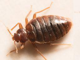 bed bugs what to look like the human eye