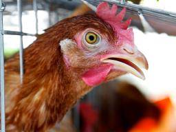 H5N1 bird flu: Symptoms, causes, and diagnosis