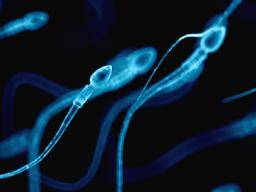 Why does sperm turn yellow when it dries