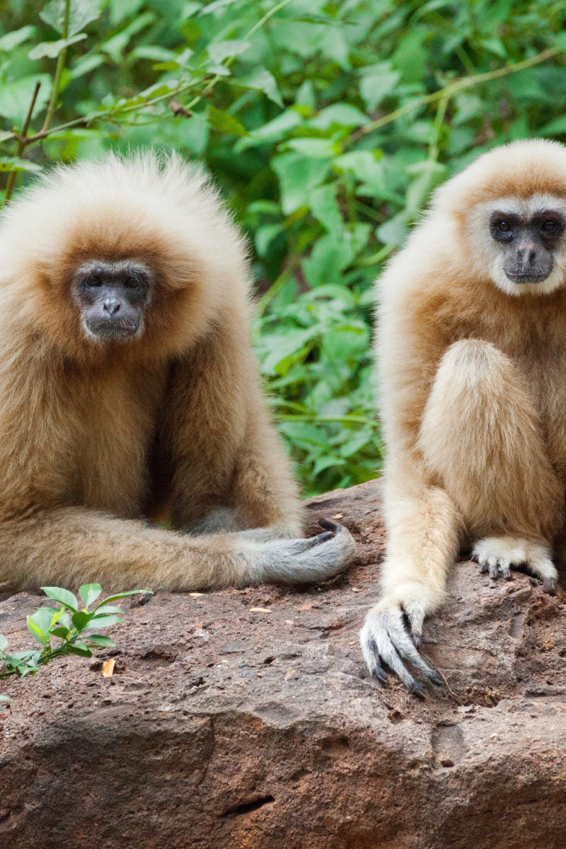 Why do some primates live in pairs?