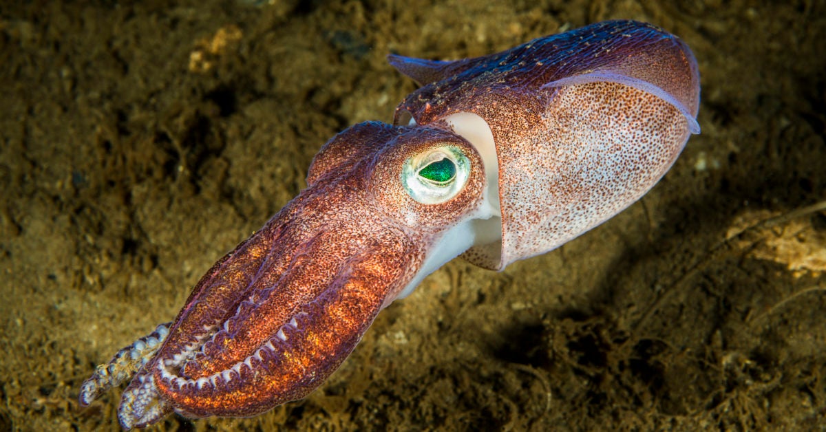 Flipboard: Are squids as smart as dogs?