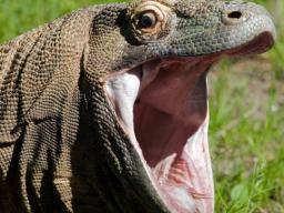 Komodo Dragon Blood May Lead To New Antibiotics