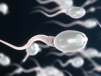 Live how inside can condom long sperm a How Long