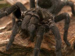 Compound Interest: The Chemistry of Spider Venom