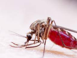 Zika virus: Symptoms and treatment
