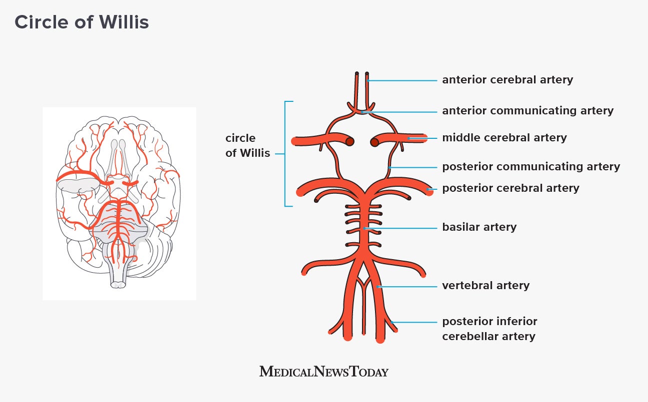 Circle Of Willis Anatomy Function And What To Know Circle Of Willis Anatomy Function And What To Know